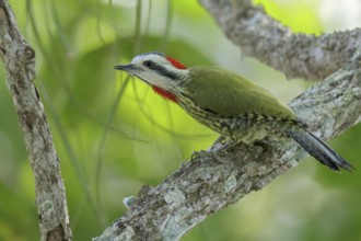 Cuban Green Woodpecker (Xiphidiopicus percussus) perched on a branch in Cuba