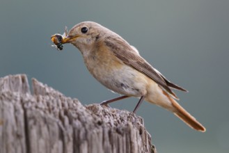 Common Redstart (Phoenicurus phoenicurus) female with feed in beak, North Rhine-Westphalia, Germany