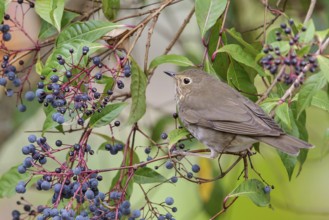 Swainson's Thrush (Catharus ustulatus) perched on a branch in Costa Rica