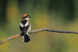 Woodchat Shrike (Lanius senator) male, Andalusia, Spain