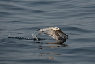 European Herring Gull (Larus argentatus) flying, Baltic Sea, Germany