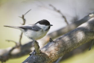 Willow Tit - Weidenmeise - Poecile montanus ssp. baicalensis, Kazakhstan (Altai)