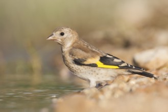 European Goldfinch - Stieglitz - Carduelis carduelis ssp. balcanica, Croatia, juvenile