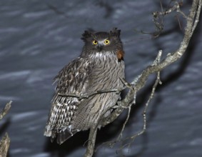 Blakiston's Fish Owl (Bubo blakistoni), Hokkaido, Japan