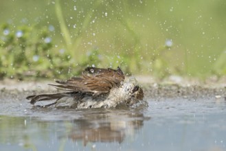 Red-backed Shrike (Lanius collurio) female bathing, Aosta Valley, Italy