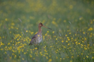 Black-tailed Godwit (Limosa limosa) on grassland with flowering meadow buttercup (Ranunculus