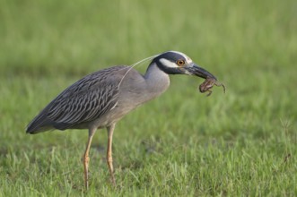 A Yellow-crowned Night Heron with a freshly caught frog at Kitty Hollow County Park, Texas