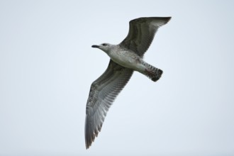 Vega Gull (Larus vegae mongolicus) juvenile flying, Dornod Aimag, Mongolia