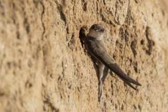Sand Martin (Riparia riparia) building nest hole, North Rhine-Westphalia, Germany