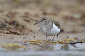 Common Sandpiper (Actitis hypoleucos) foraging, North Rhine-Westphalia, Germany