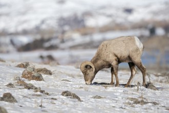 Bighorn Sheep (Ovis canadensis) male feeding, Yellowstone National Park, Wyoming, USA