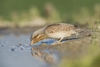 Eurasian Wryneck (Jynx torquilla) drinking at water hole, Aosta Valley, Italy