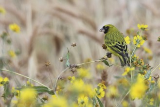 African Citril (Crithagra citrinelloides) male perched in field, Bale, Ethiopia