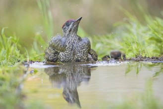 European Green Woodpecker (Picus viridis) juvenile bathing, Aosta Valley, Italy