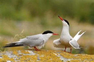 Common Tern (Sterna hirundo) pair, Farne Islands, United Kingdom
