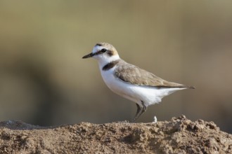 Kentish Plover (Charadrius alexandrinus) female, Lesvos, Greece