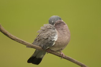 Common Wood Pigeon (Columba palumbus) roosting on a branch, Serbia