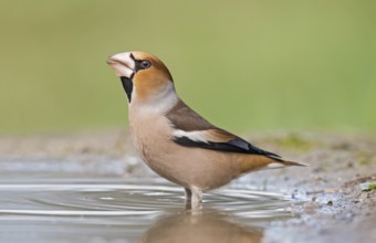 Hawfinch (Coccothraustes coccothraustes) male drinking at waterhole, Aosta Valley, Italy