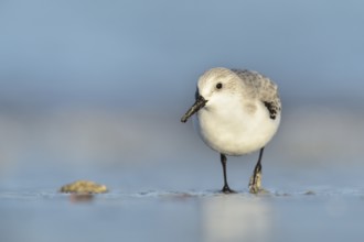 Sanderling (Calidris alba) foraging on shoreline, Schleswig-Holstein, Germany