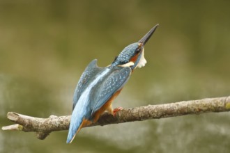 Common Kingfisher (Alcedo atthis) male, North Rhine-Westphalia, Germany