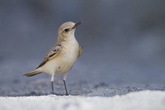 Hooded Wheatear (Oenanthe monacha), Oman