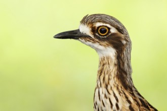 Bush Stone-curlew (Burhinus grallarius), Queensland, Australia