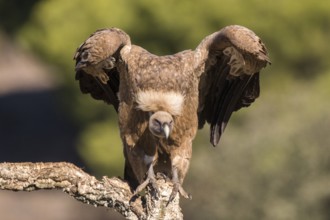 Griffon Vulture (Gyps fulvus) perched on a tree branch, Andalusia, Spain