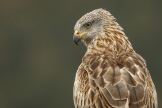 Red Kite (Milvus milvus), portrait, Castile and Leon, Spain