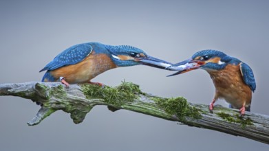Common Kingfisher (Alcedo atthis) pair displaying, Saxony-Anhalt, Germany