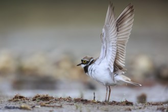 Little Ringed Plover (Charadrius dubius) male stretching wings, North Rhine-Westphalia, Germany