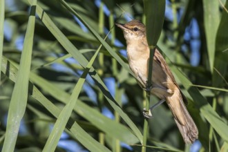 Great Reed Warbler (Acrocephalus arundinaceus) perched in reedbed, Mecklenburg-Western Pomerania,