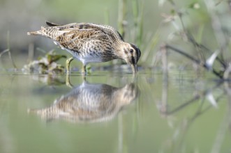 Common Snipe (Gallinago gallinago), Thuringia, Germany