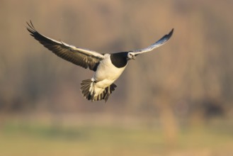 Barnacle Goose (Branta leucopsis) landing, North Rhine-Westphalia, Germany