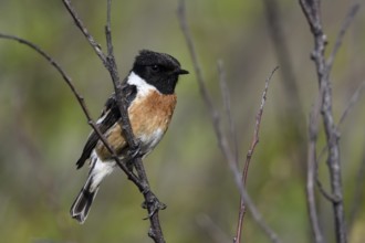 European Stonechat (Saxicola rubicola) male perched on a branch, Netherlands