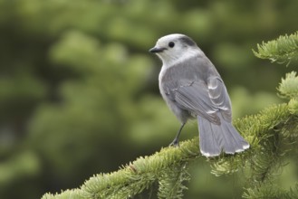 Grey Jay (Perisoreus canadensis), British Columbia, Canada