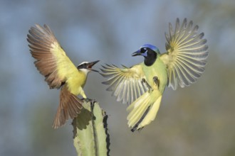 Great Kiskadee & Green Jay (Pitangus sulphuratus & Cyanocorax luxuosus) wrangling, Texas, USA