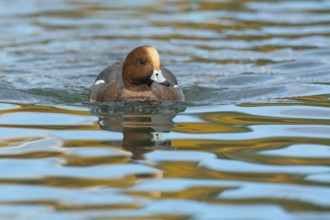 Eurasian Wigeon (Mareca penelope) male, Arizona, USA