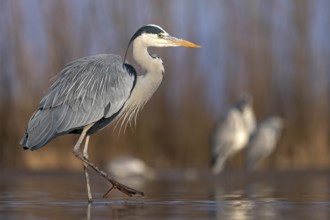 Grey Heron (Ardea cinerea), Hungary