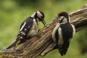 Great Spotted Woodpecker (Dendrocopos major) juvenile, Lower Saxony, Germany