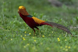 Golden Pheasant (Chrysolophus pictus) male perched on the ground, Shanxi, China
