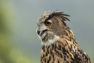 Eurasian Eagle-Owl (Bubo bubo) captive, Germany