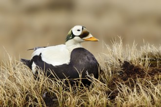Spectacled Eider (Somateria fischeri) male, Alaska, USA