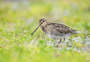 Common Snipe (Gallinago gallinago) perched on a meadow, Iceland