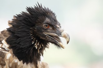 Bearded Vulture (Gypaetus barbatus) juvenile, captive, Germany
