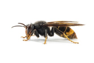 Asian Hornet (Vespa velutina), on white, Allariz, Galicia, Spain