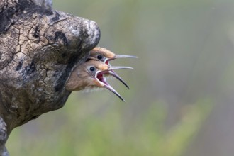 Eurasian Hoopoe (Upupa epops) chicks begging for food in breeding cavity, Subotica, Serbia