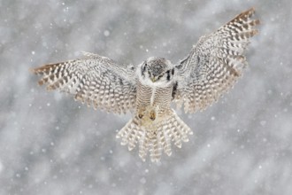 Snow winter scene with flying owl. Hawk Owl in fly with snowflake during cold winter. Wildlife