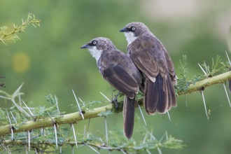 Northern Pied Babbler (Turdoides hypoleuca) perched on a branch, Lake Manyara, Tanzania