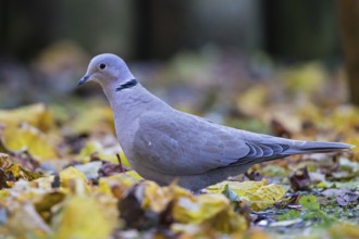 Eurasian Collared Dove (Streptopelia decaocto) perched on the ground, Bavaria, Germany