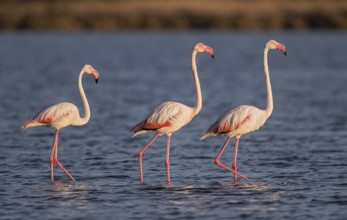 Greater Flamingo (Phoenicopterus roseus), Sardinia, Italy